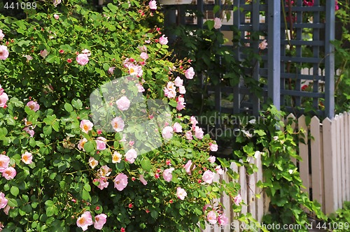 Image of Garden fence with roses