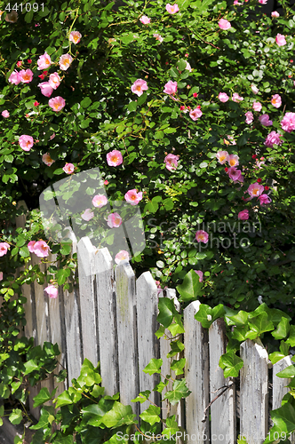 Image of Garden fence with roses