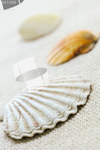 Image of Seashells