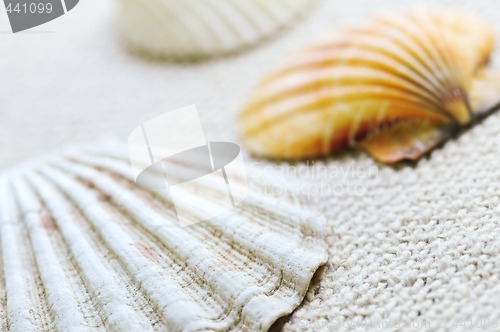 Image of Seashells