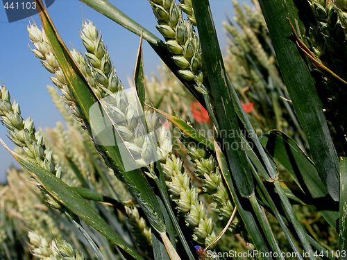 Image of wheat
