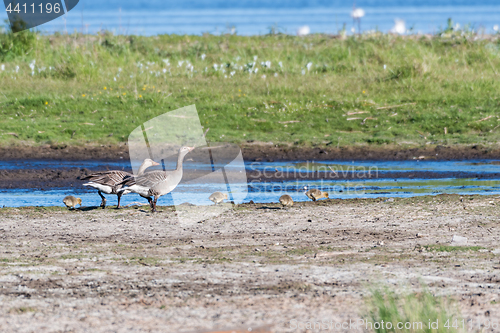 Image of Greylag Goose family with chicks