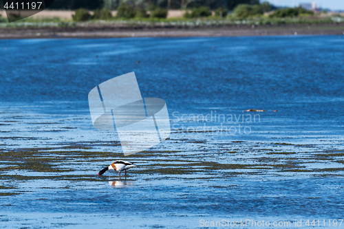 Image of Feeding Shelduck by the coast