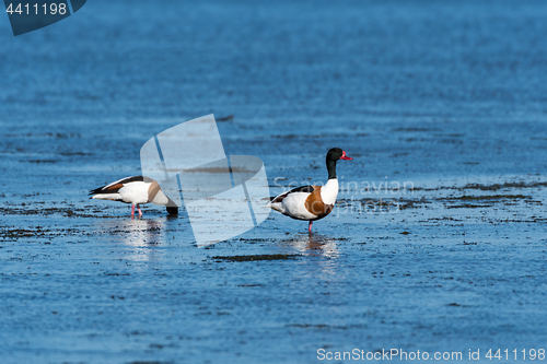 Image of Shelduck couple searching for food