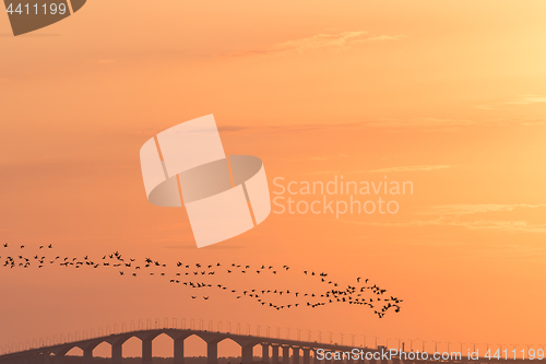 Image of Migrating Brent Geese by a bridge in sunset