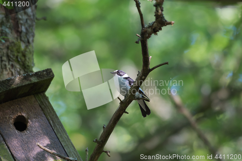 Image of Collared Flycatcher by hid nesting box