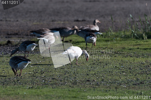 Image of Albino Greylag Goose in a flock feeding geese