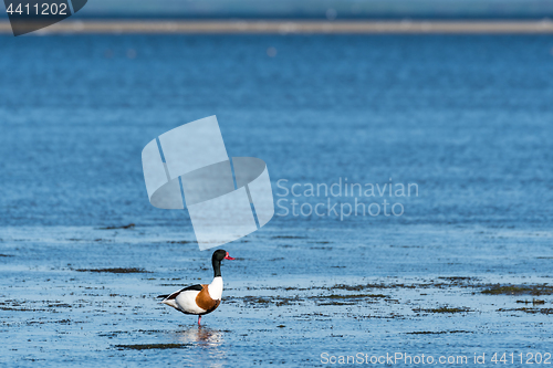 Image of Colorful Shelduck standing by the coast