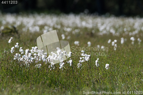 Image of Common cotton grass view