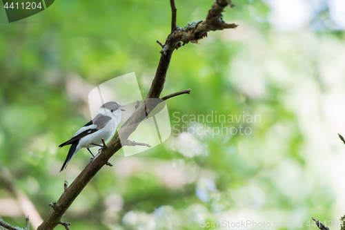 Image of Singing Collared Flycatcher in a bright forest