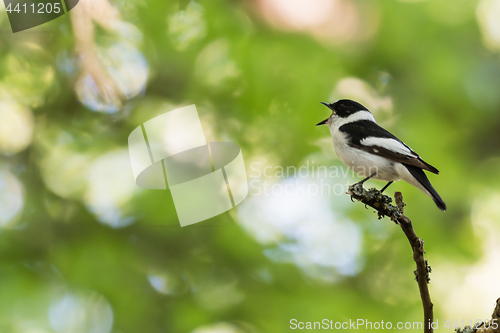 Image of Singing songbird on a twig in a bright forest