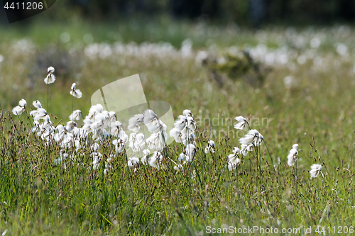 Image of Common cotton grass closeup