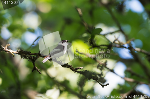 Image of Songbird singing in a bright deciduous forest