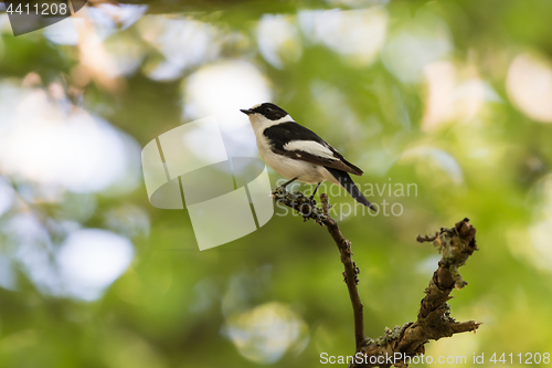 Image of Male Collared Flycatcher on a twig