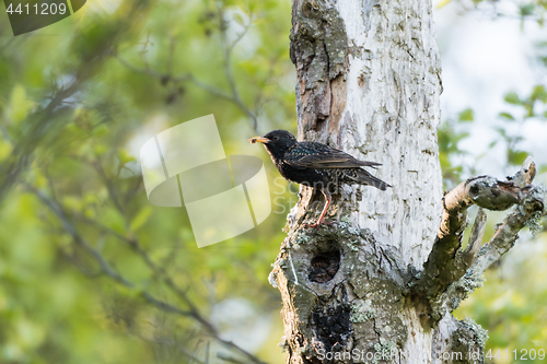 Image of Adult starling with food