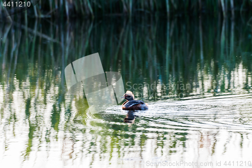 Image of Beautiful duck in water reflections