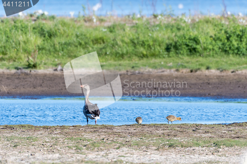 Image of Greylag Goose with chiks