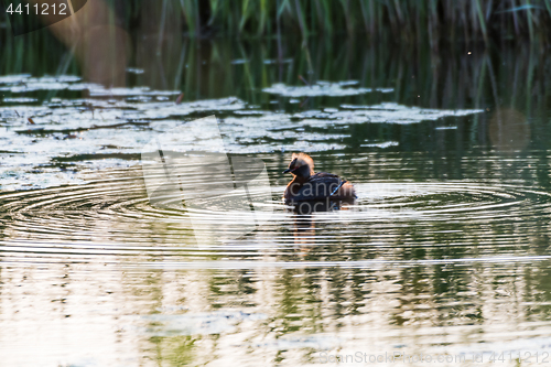 Image of Colorful waterbird in apond