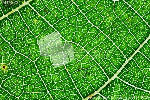 Image of Green leaf texture