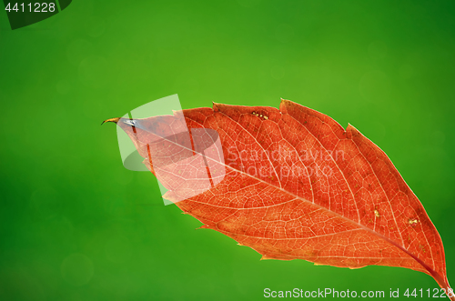 Image of Autumn Leaf