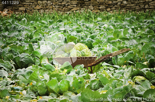 Image of Cabbage Field