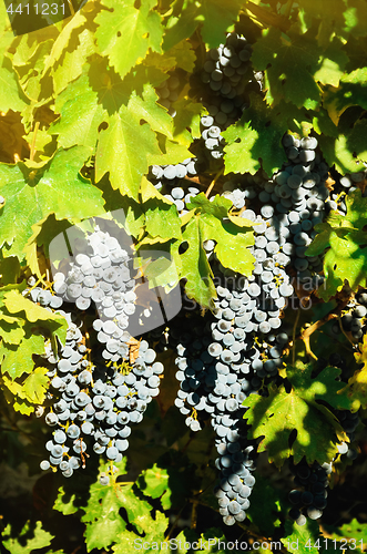 Image of Grapevine