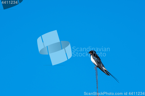 Image of Beautiful summer bird - Barn Swallow