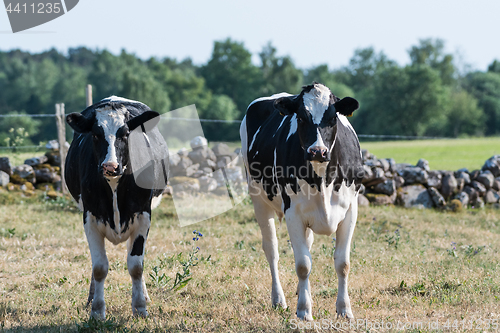 Image of Curious black and white cattle