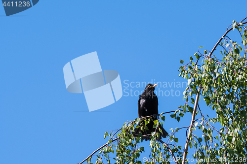 Image of Male Blackbird on a birch tree branch