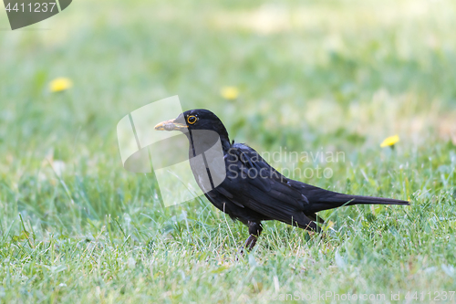 Image of Male Blackbird on a green lawn