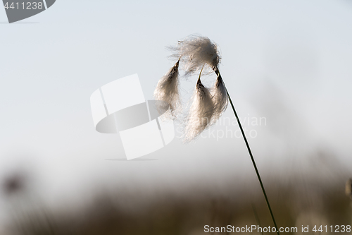 Image of Cotton grass closeup