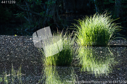 Image of Pond with reflecting grass tufts