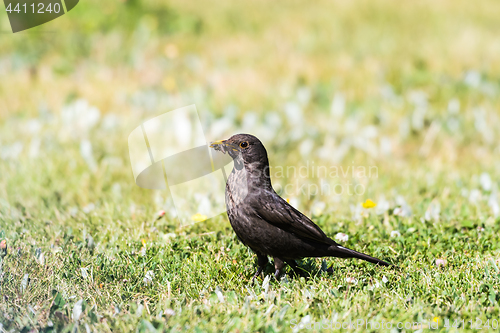 Image of Female Blackbird with food on a bright lawn