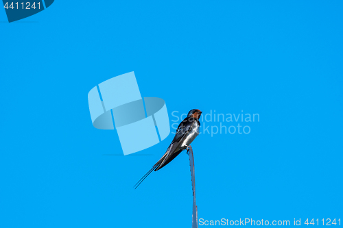 Image of Barn Swallow on a weather vane