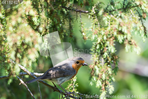 Image of Little Red Robin on a twig