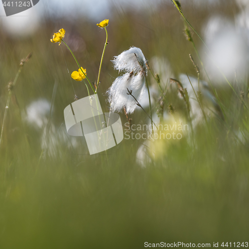 Image of Summer meadow with cotton grass and buttercups