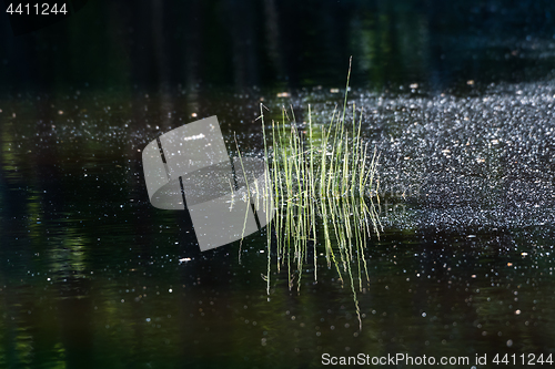 Image of Tiny grass tuft reflecting in a pond