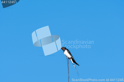 Image of Barn Swallow closeup