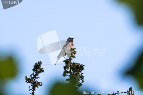 Image of Singing Common Linnet on a branch top