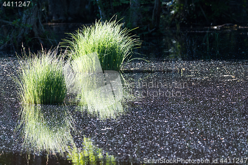 Image of Green grass tufts in a pond