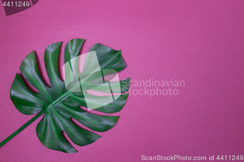 Image of Monstera palm leaf on purple background