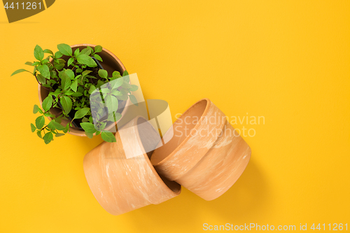 Image of Basil herbs in a clay pot on yellow background