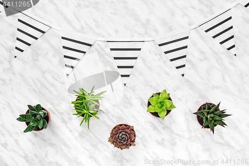 Image of Succulents and stripped pennants on marble background