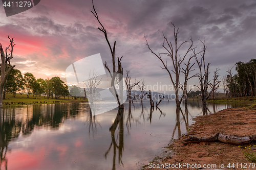 Image of Beautiful dead trees stand steadfast in the lake at sunset