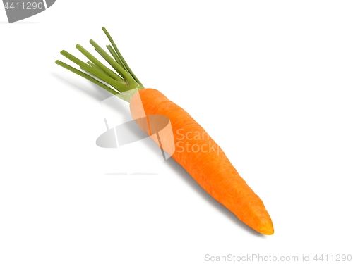 Image of One Carrot on White Background