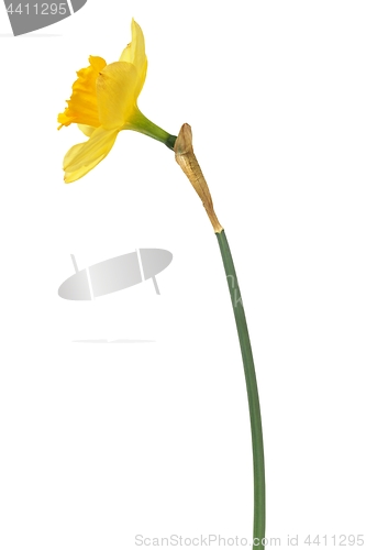 Image of Daffodil on white