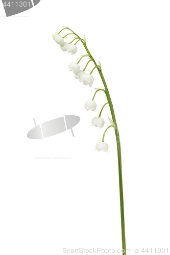 Image of Lily of the valley