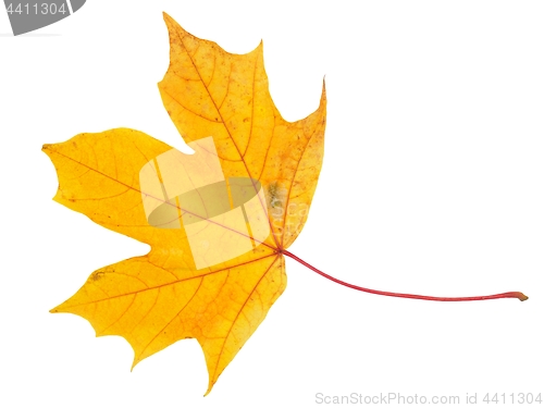 Image of Autum maple leaf