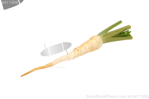 Image of Parsley on white