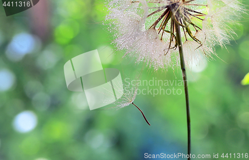 Image of Dew drops on a dandelion seed